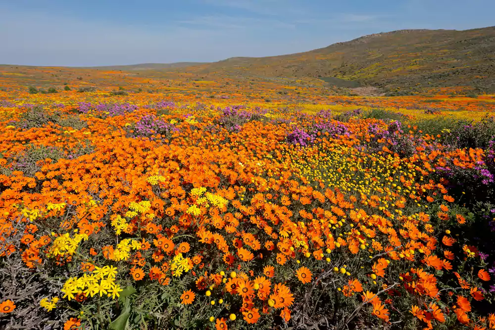 Spring in South Africa
