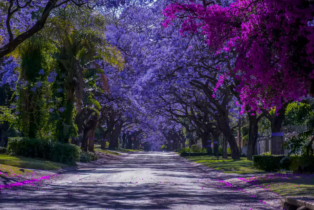 Spring in South Africa